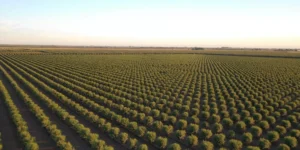 view of the tree field from above